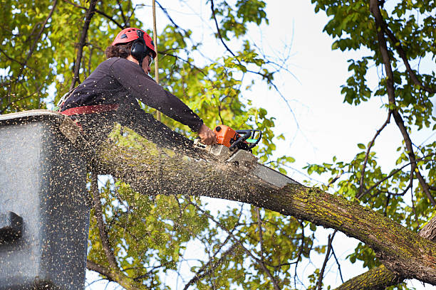 Best Tree and Shrub Care  in Frontenac, KS