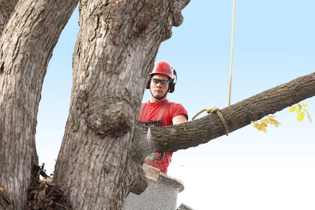 Best Storm Damage Tree Cleanup  in Frontenac, KS